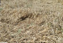 أضرار جسيمة لحقول القمح في سوس بسبب الأمطار والسيول